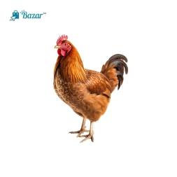 Antibiotics Free Sonali Chicken - এন্টিবায়োটিক ফ্রি সোনালি মুরগী ( লাইভ ওয়েট ১১০০ গ্রাম)