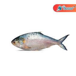 Chandpur Ilish Fish (চাঁদপুর লোকাল ইলিশ) [1000 gm plus size]