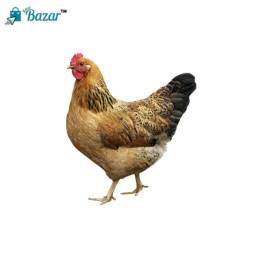 Dashi Chicken Live / দেশি মুরগী লাইভ