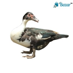 Deshi China Duck (Live) | দেশী চিনা হাঁস (লাইভ) | ২.৫ কেজি - ৩ কেজি সাইজ