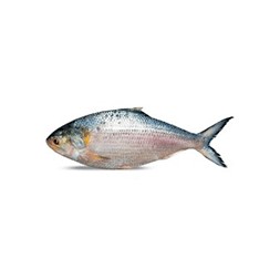 Hilsha Fish (Large) [1-1.2 kg]