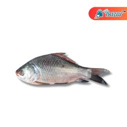 Katol mas - কাতলা মাছ (২.৫-৩ কেজি ওজনের)