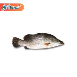 Koi koral - কই কোরাল