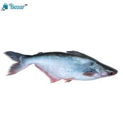 Nodir panggas - নদীর পাঙ্গাস মাছ (৪-৫ কেজি ওজনের)