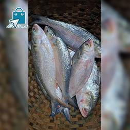 Padma river illish(চাঁদপুরের লোকাল ইলিশ ) 1000gm-1100gm