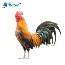 Pahari murog /পাহাড়ি মোরগ 1.5-2 Kg Size (Ready to cook)