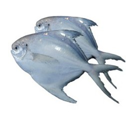 Rupchanda Fish-Medium1 KG (5-6 Pieces per Kg)