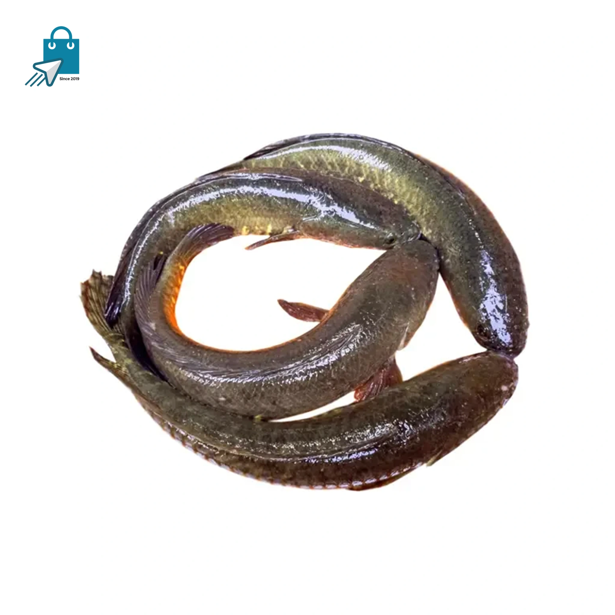 Biler-shol.jpg-scaled দেশি শোল (২ পিস ১কেজি) ১ কেজি - Image 1
