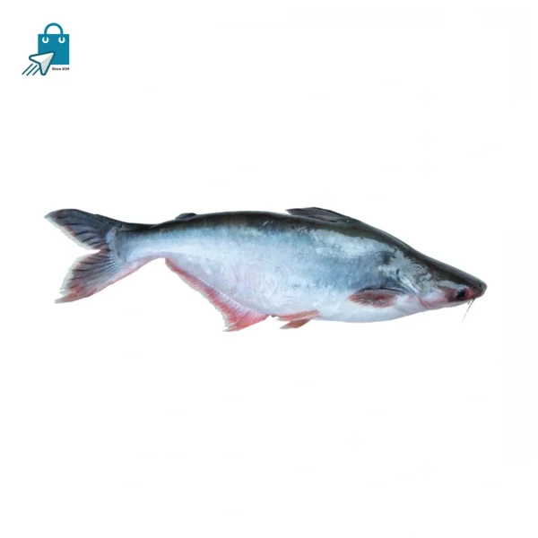 হাওড়ের পাঙ্গাশ মাছ (৪-৫ কেজি / সাইজ) | Fresh Haor Pangas Fish Bangladesh