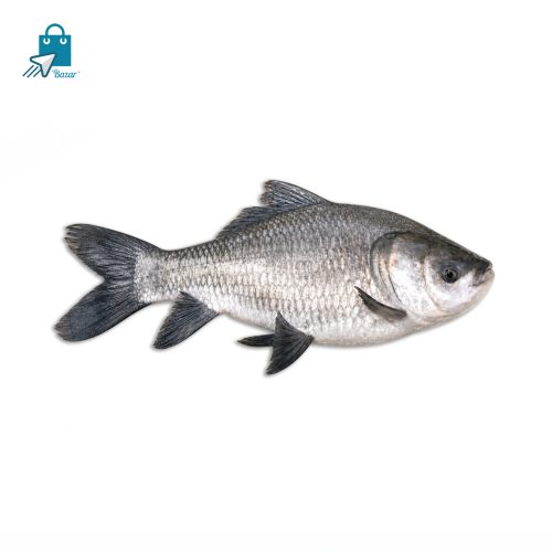 নদীর কাতলা মাছ (৪.৫ কেজি সাইজ) | Fresh River Katla Fish | 1 KG