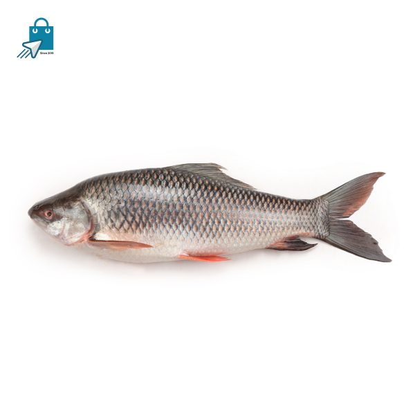 নদীর রুই মাছ ৩+ কেজি সাইজ