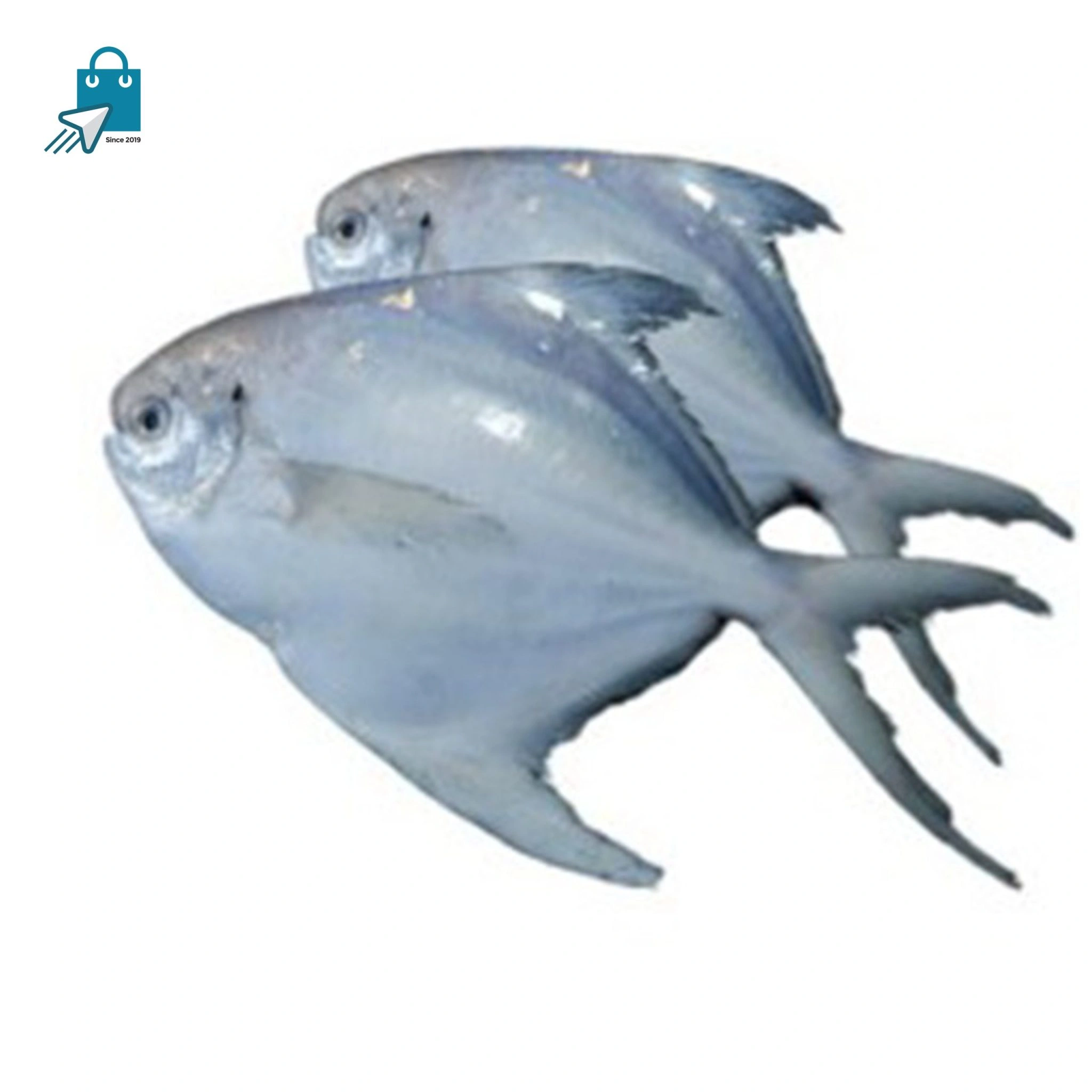Rupchada-local-scaled লোকাল রুপচাদা মাছ(৮-১০ পিসে কেজি) ১ কেজি - Image 1