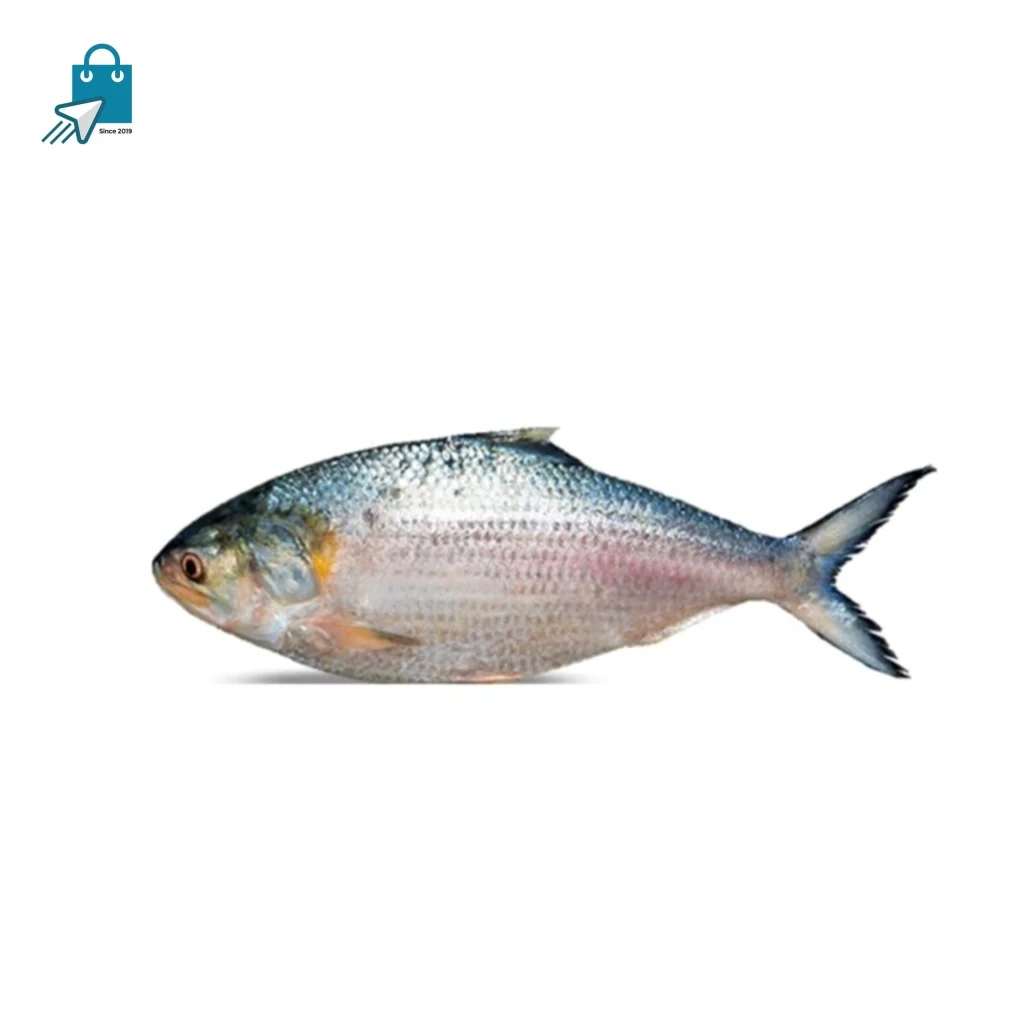 চাঁদপুর ইলিশ | Fresh Chandpur Hilsa Fish Bangladesh
