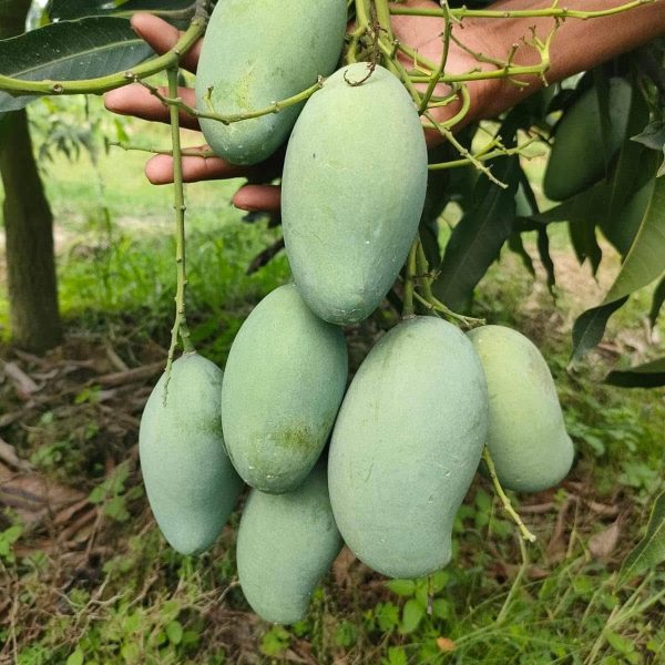নাকফজলি আম (Nak Fazli Mango)