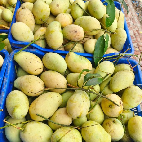 ফ্রুটব্যাগিং আম্রপালি আম | Fruit Bagging Amrapali Mango Bangladesh | 1 Kg