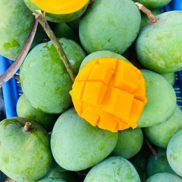 হিমসাগর ক্ষিরশেপাতি